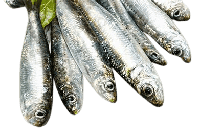 Dried Sarangi Fish (Sardine) view 4