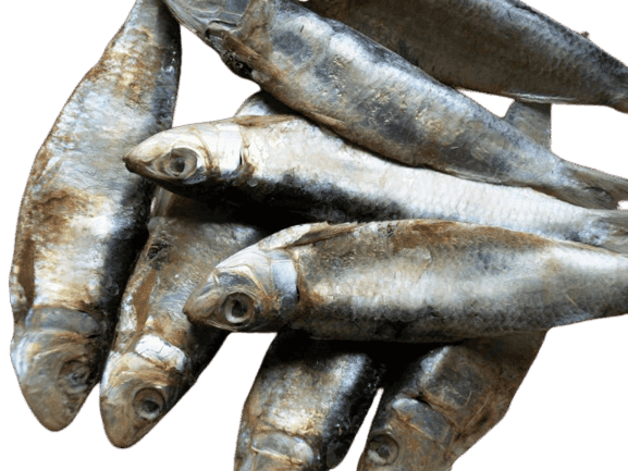Dried Sarangi Fish (Sardine) view 5