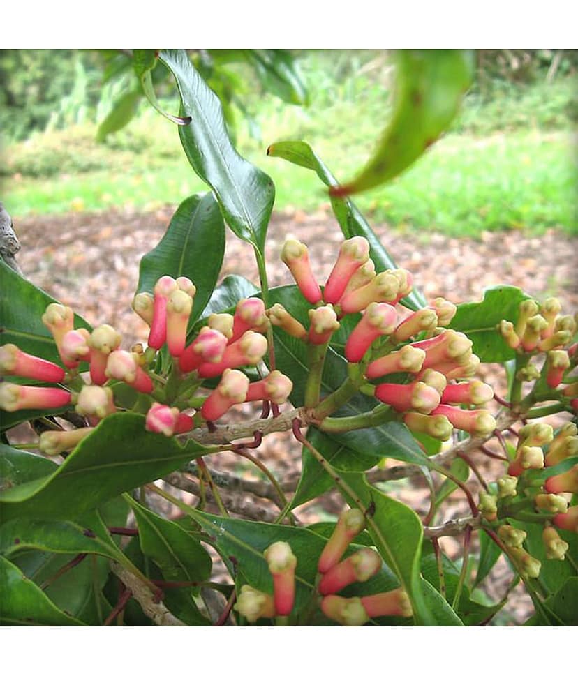 Ekgaon Cloves (Laung) 50 gm view 3