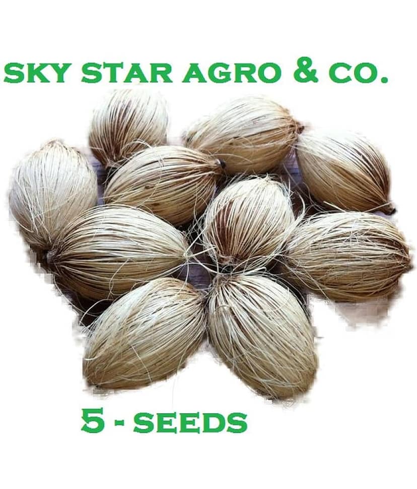 Areca Palm Bonsai Hybrid Tree Seeds - pack of 5 Seeds view 2