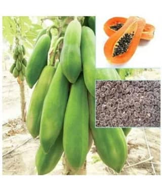 TSY Thai Papaya Seeds Hybrid Variety Dwarf Fruit 50 Seeds Packet