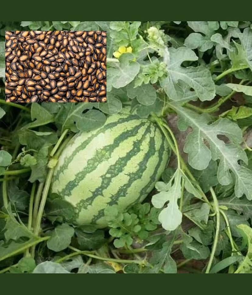 Watermelon Extremely Sweet Icebox Type - F1 Hybrid 10 Seed view 2