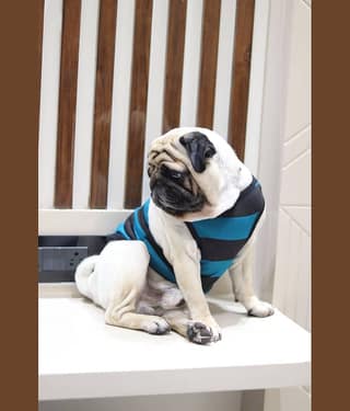 Baeship Studio Light Grey Cotton Dog Medium T-Shirt