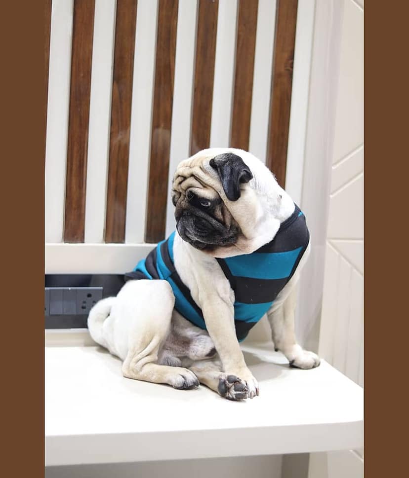 Baeship Studio Light Grey Cotton Dog Medium T-Shirt