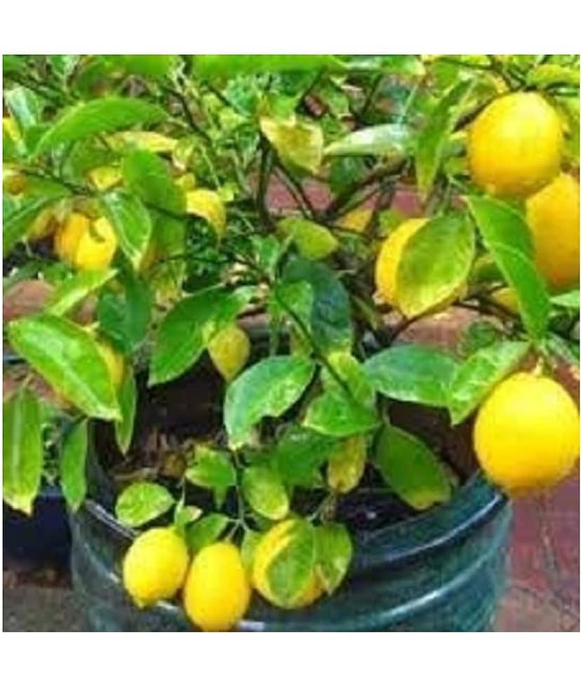 Lalus Farm 20 seeds Hybrid Kagzi Lemon Dwarf Variety view 2