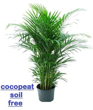 areca palm seed for planting 5 seeds