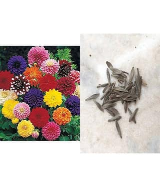 SHOP 360 GARDEN DAHLIA DECORATIVE MIX HYBRID FLOWER SEEDS - PACK OF 30 SEEDS