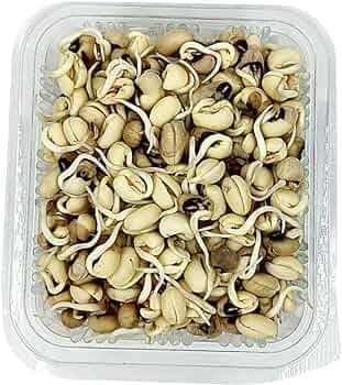 Chawli Sprout 500 Gms