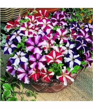 homeagro - Petunia Mixed Flower ( 50 Seeds )