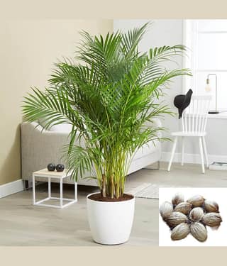 homeagro - Areca palm Plant ( 5 Seeds )
