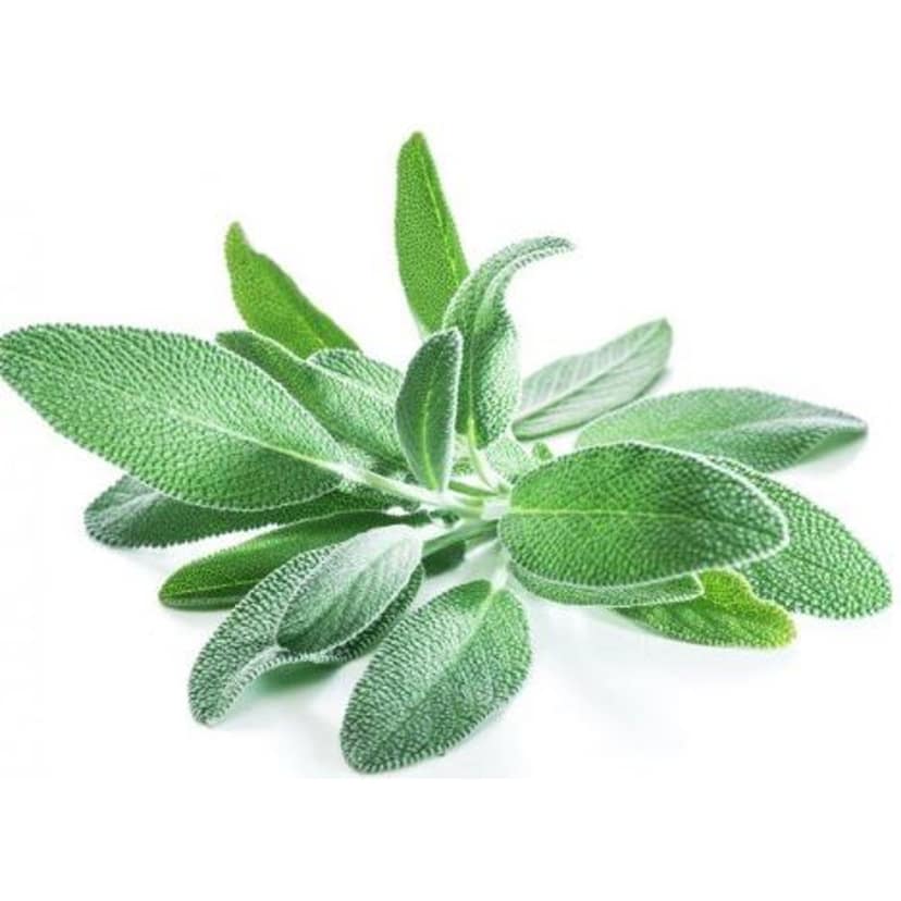 Sage Fresh Natures 1 Pack