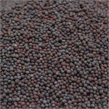 BLACK MUSTARD