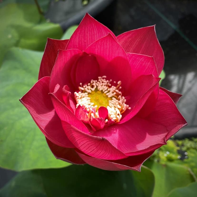 RED SHANGHAI LOTUS TUBER.