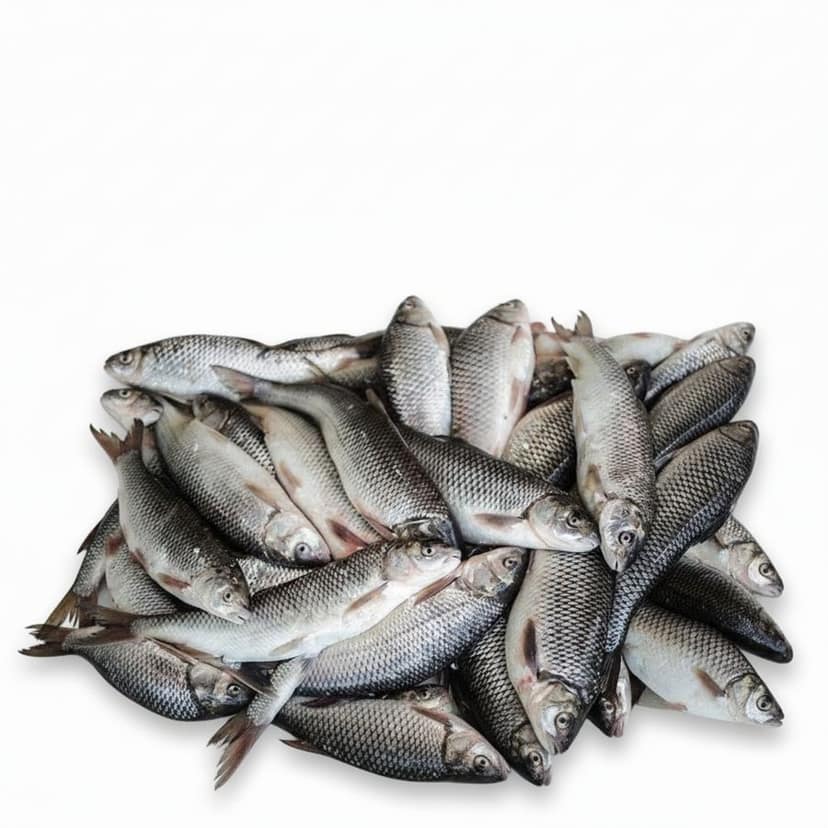 Fresh Rohu Fish - 1 kg - 1kg pack of fresh fish view 2