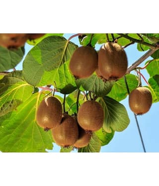 PARTHVA SEEDS Kiwi Fruit ( 30 Seeds )