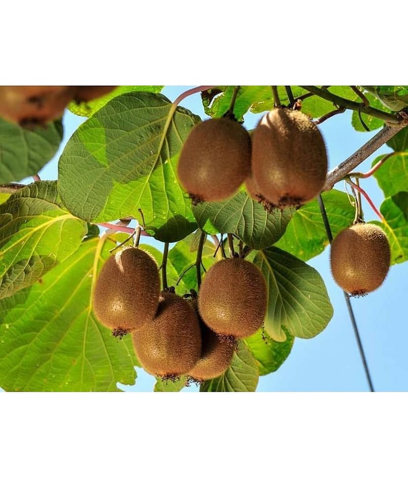 PARTHVA SEEDS Kiwi Fruit ( 30 Seeds )