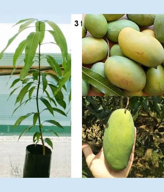 Cloud Farm Outdoor Mango Fruit Plant Pack of 1