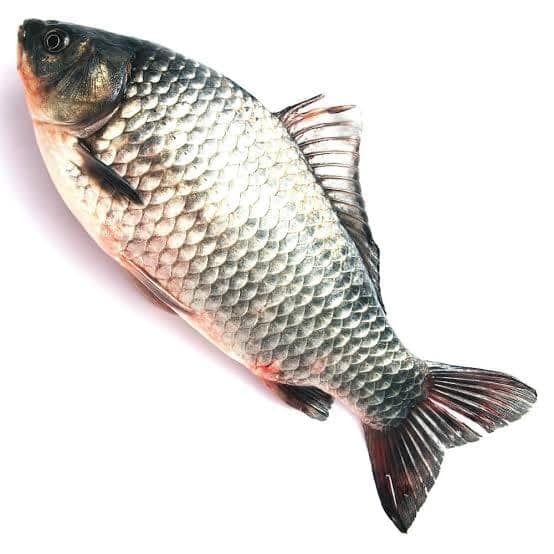 Catla Fish view 3