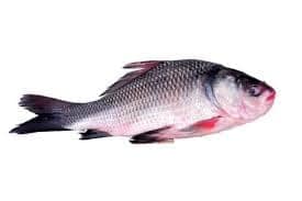 Catla Fish view 4