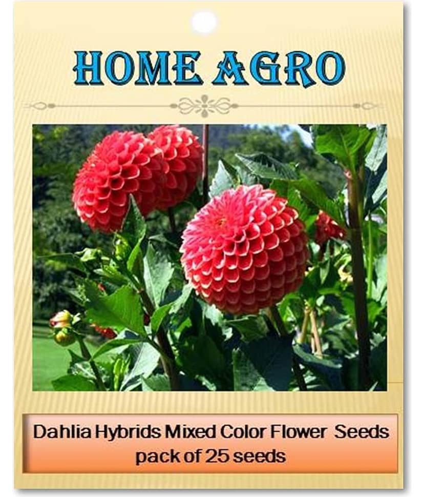 homeagro - Dahlia Mixed Flower ( 25 Seeds ) view 2