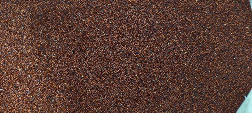 Ragi