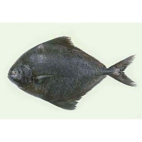 Halwa Fish 500 Gms