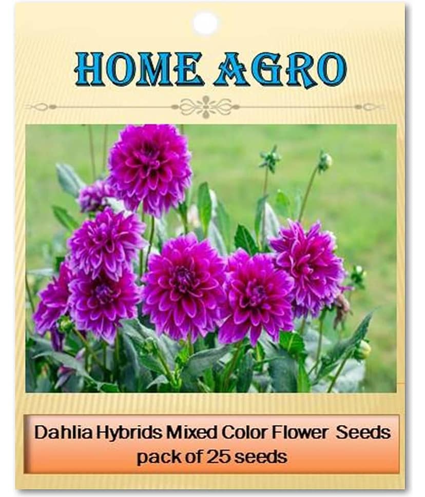 homeagro - Dahlia Mixed Flower ( 25 Seeds ) view 2