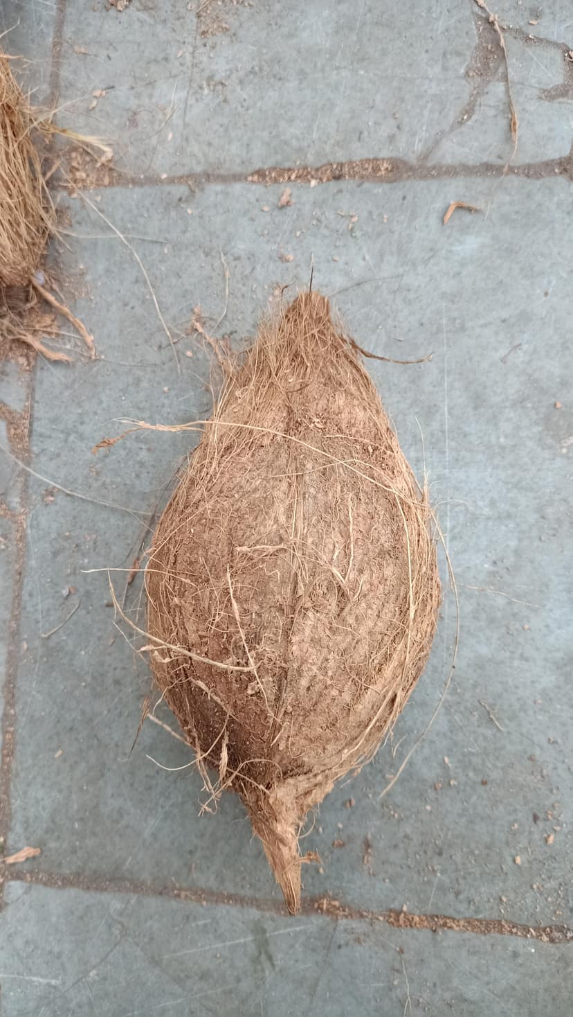 Coconut pc