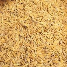 Basmati Paddy (1121 Variety) view 3