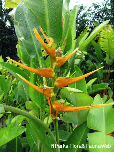 Heliconia Flower, 1 Piece