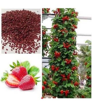 Attractive Climbing Strawberry Fruit Seeds