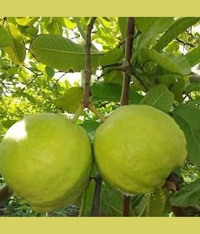 Cloud Farm Outdoor Fruit Plant ( Pack of 1 ) view 2
