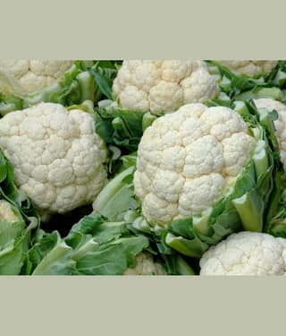 Hybrid Cauliflower Seeds - 30 Seeds Per Pack
