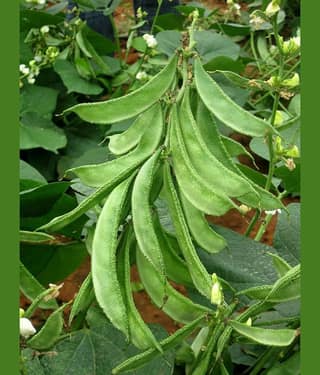 Dolichos Improved Sem Phali, Lima Beans - Vegetable 30 Seeds