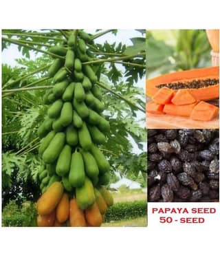 shivam organic seeds Thai Papaya Organic Variety Dwarf Fruit - 50 Seeds + Instruction Manual
