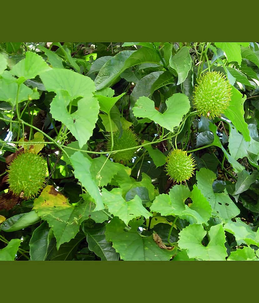 Kantola Seed (Teasle gourd) | Pack of 20 Seeds
