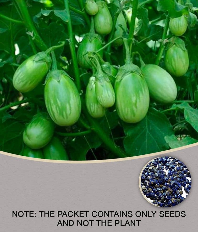 Brinjal Seeds Green Baingan Bataun F1 Hybrid 50 Seeds Vegetables