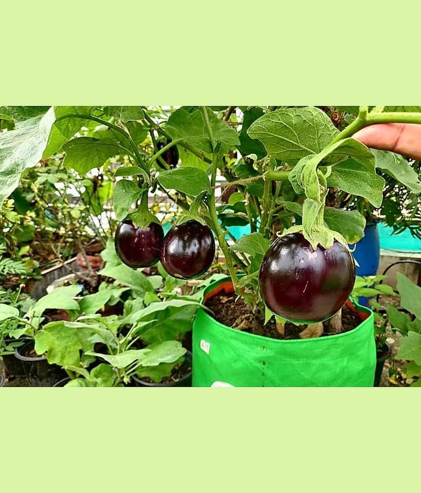 homeagro - Brinjal Vegetable ( 100 Seeds )