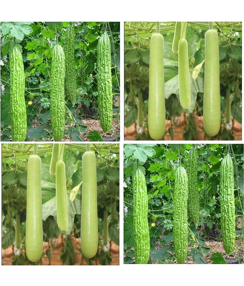 Connifer® Combo Seeds 2 vegetable ( Bitter Gourd & Bottle Gourd) High Yield Hybrid Seeds (Pack Of 20 Seeds , 10 seeds each variety)