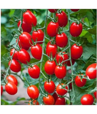 Hybrid Cherry Tomato Organic seed - 50