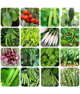 Kitchen Garden big pack 550+ seeds are best suited for growing all seasons.