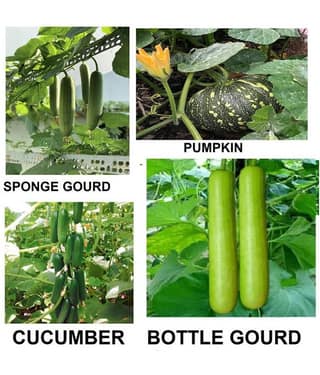 Vegetable Seeds combo for Kitchen Garden - 40+ Seeds | Easy to Grow with Instruction Manual