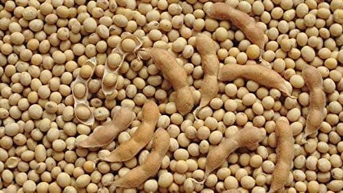 ELWORLD AGRO & ORGANIC FOOD PRODUCTS Soyabean Whole 500G (Pack of 3) view 4
