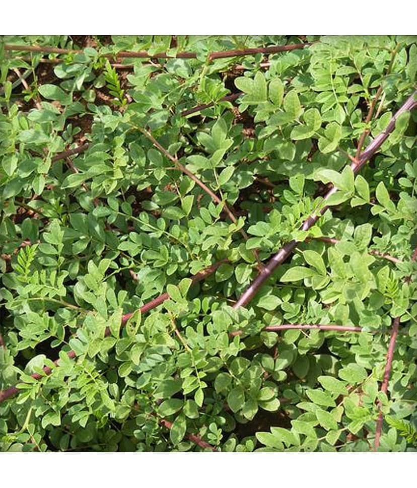 Ekgaon Mulethi powder 50 gm view 3