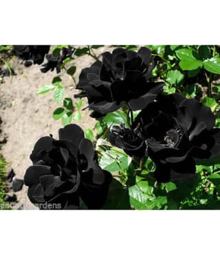 Azalea Gardens Rose Flower Seeds "Black Climbing Rose" 20 Seeds Pack