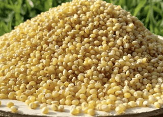Panivaragu (Proso Millet) rice