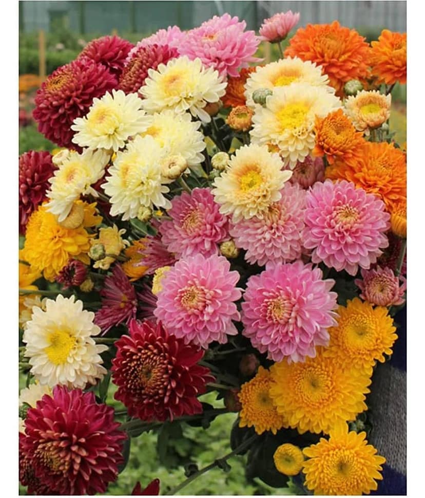 homeagro - Chrysanthemum Flower ( 50 Seeds )