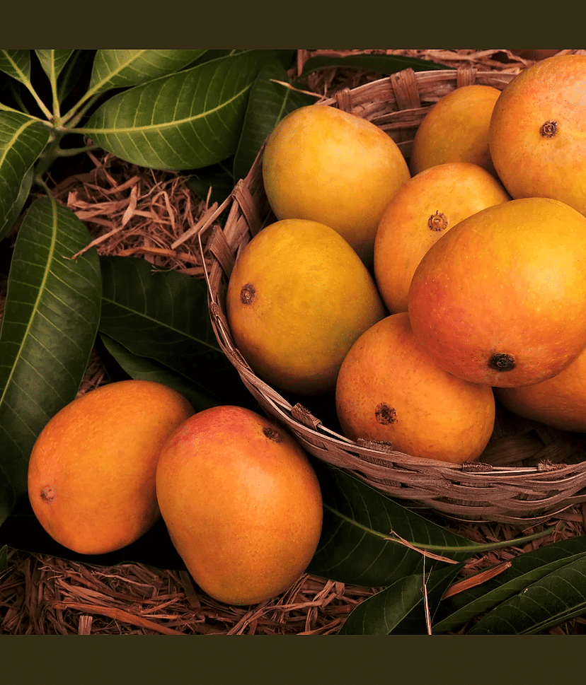 Cloud Farm Outdoor Mango Fruit Plant Pack of 1 view 2