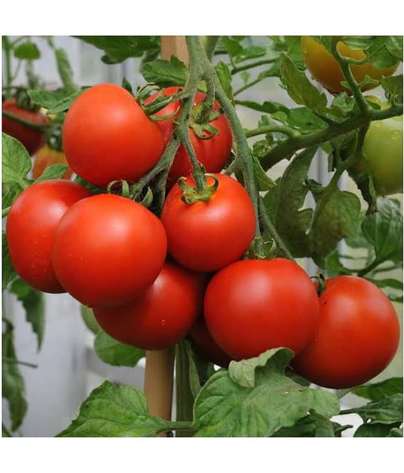 Desi Variety Tomato Seeds - Pack of 50 Seeds view 2