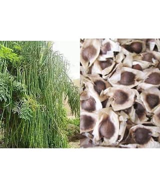 homeagro - Moringa Vegetable ( 15 Seeds )
